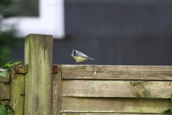 fotografie-71
