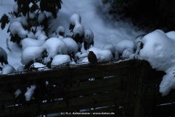 fotografie-1