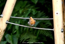 fotografie-7