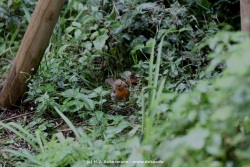 fotografie-16