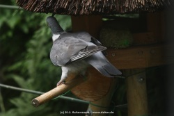 fotografie-3