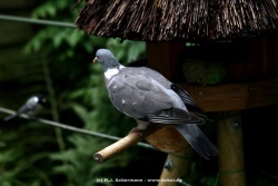 fotografie-6