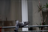 fotografie-8
