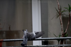 fotografie-8