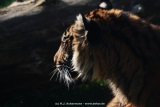 fotografie-11