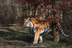fotografie-20
