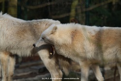 fotografie-6