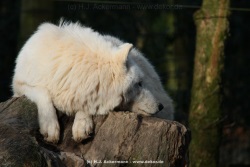 fotografie-14