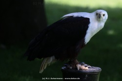 fotografie-2