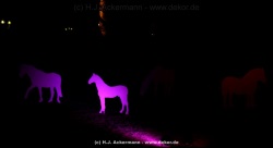 fotografie-65