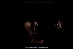 fotografie-62