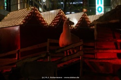 fotografie-35