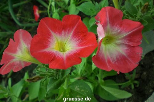 grusskarte-Traumschiff-Blumengruesse-k_010