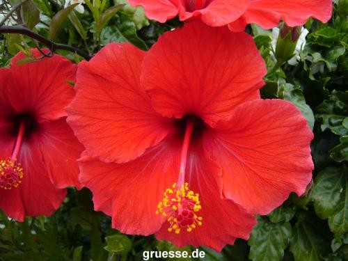 grusskarte-Traumschiff-Blumengruesse-k_055