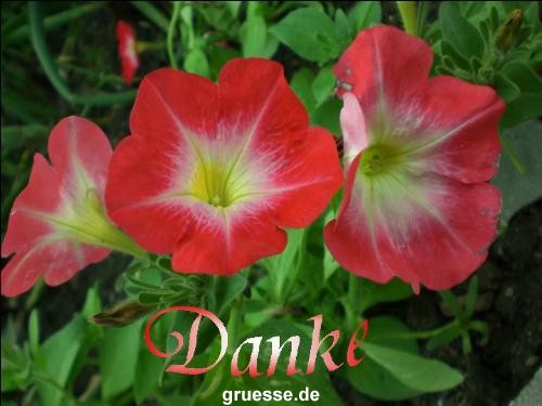 grusskarte-Traumschiff-Danke-k_006
