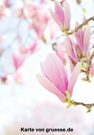 grusskarte-diverses-blumengruesse_011