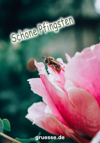 grusskarte-festtage-pfingsten_004