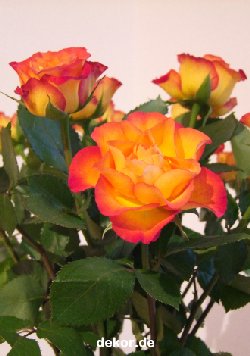 grusskarte-diverses-blumengruesse_012