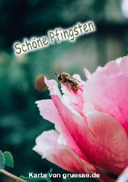 grusskarte-festtage-pfingsten-standard_004