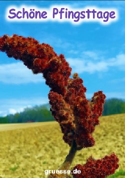 grusskarte-festtage-pfingsten_007
