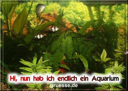 grusskarte-diverses-aquarianer-b_002