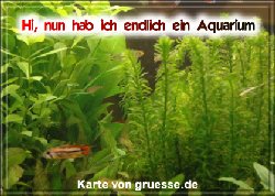 grusskarte-diverses-aquarianer-q_004