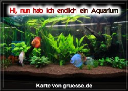grusskarte-diverses-aquarianer-q_008