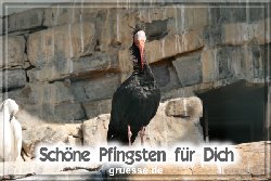 grusskarte-festtage-pfingsten-fotos-b_029