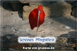 grusskarte-festtage-pfingsten-fotos-q_028