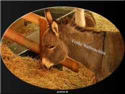 grusskarte-festtage-weihnachten-fotos-b_011